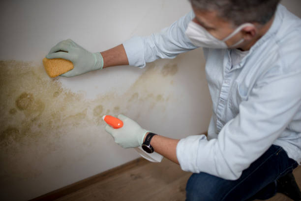 Reliable Boyes Hot Springs, CA Mold Removal Solutions