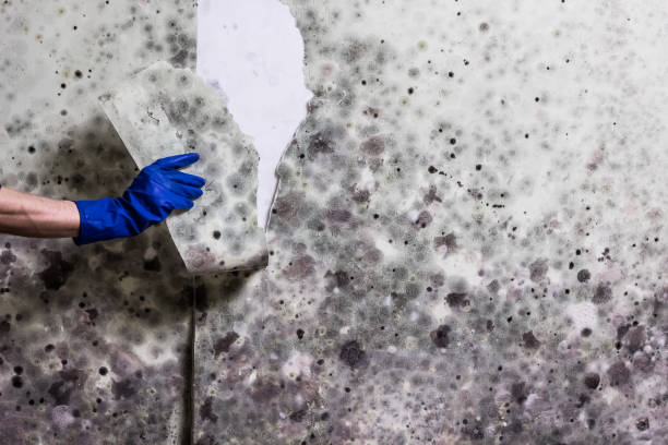 Best Certified Mold Removal  in Boyes Hot Springs, CA