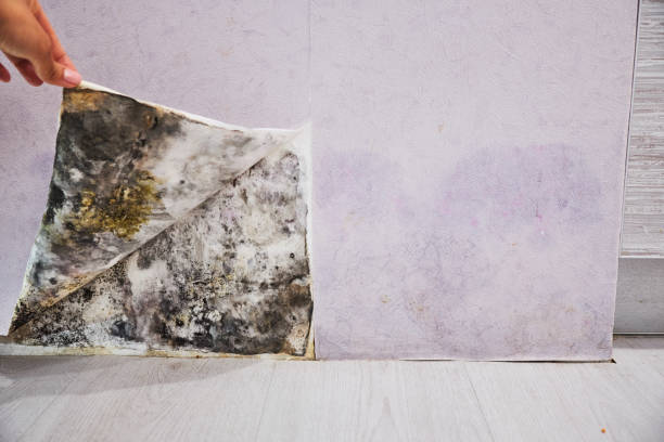 Best Attic Mold Removal  in Boyes Hot Springs, CA